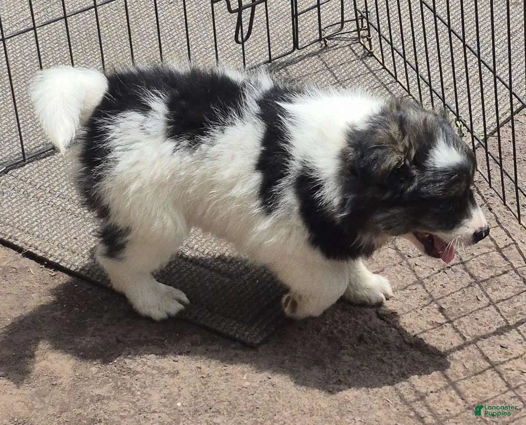 Pomsky dogs for sale: Shadow  - Ad 5