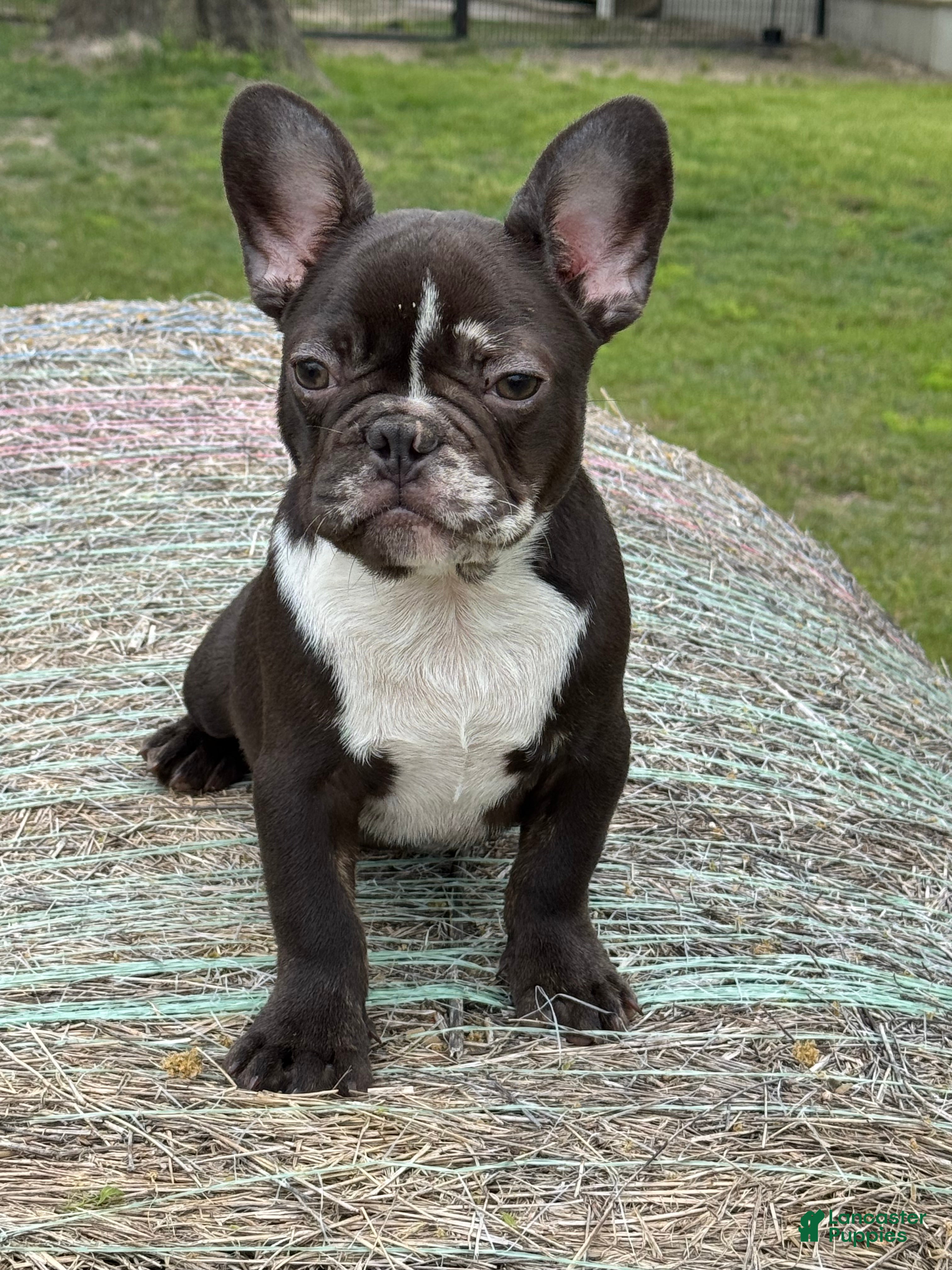 French Bulldog dogs French Bulldog Puppy 2 - Ad 13