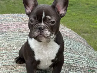 French Bulldog dogs French Bulldog Puppy 2 - Ad 13