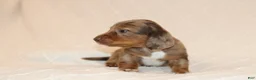 Miniature Dachshund dogs for sale: Rusty - Ad 4
