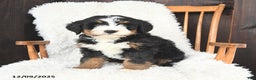 Bernedoodle dogs for sale: Simon - Ad 2