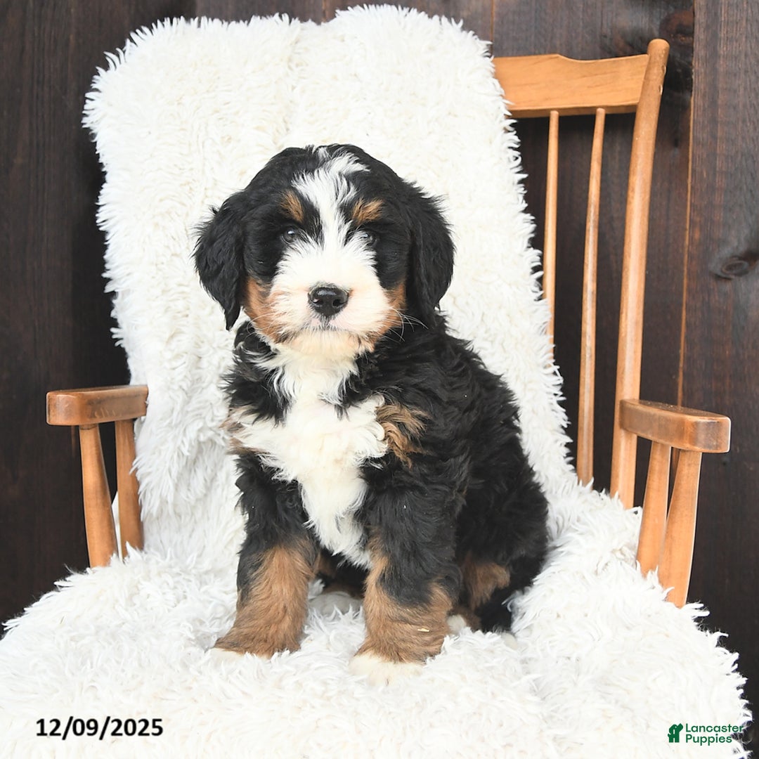 Bernedoodle dogs for sale: Simon - Ad 2