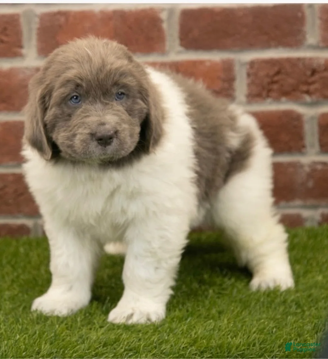 Newfoundland dogs for sale: Newfoundland 1 - Ad 2