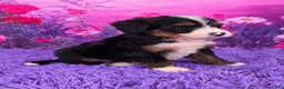 Mini Bernedoodle dogs for sale: Niles - Ad 2