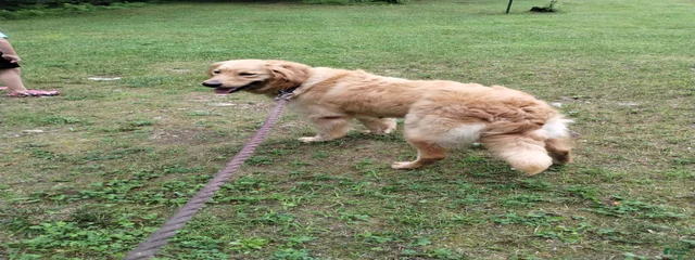 Elsie