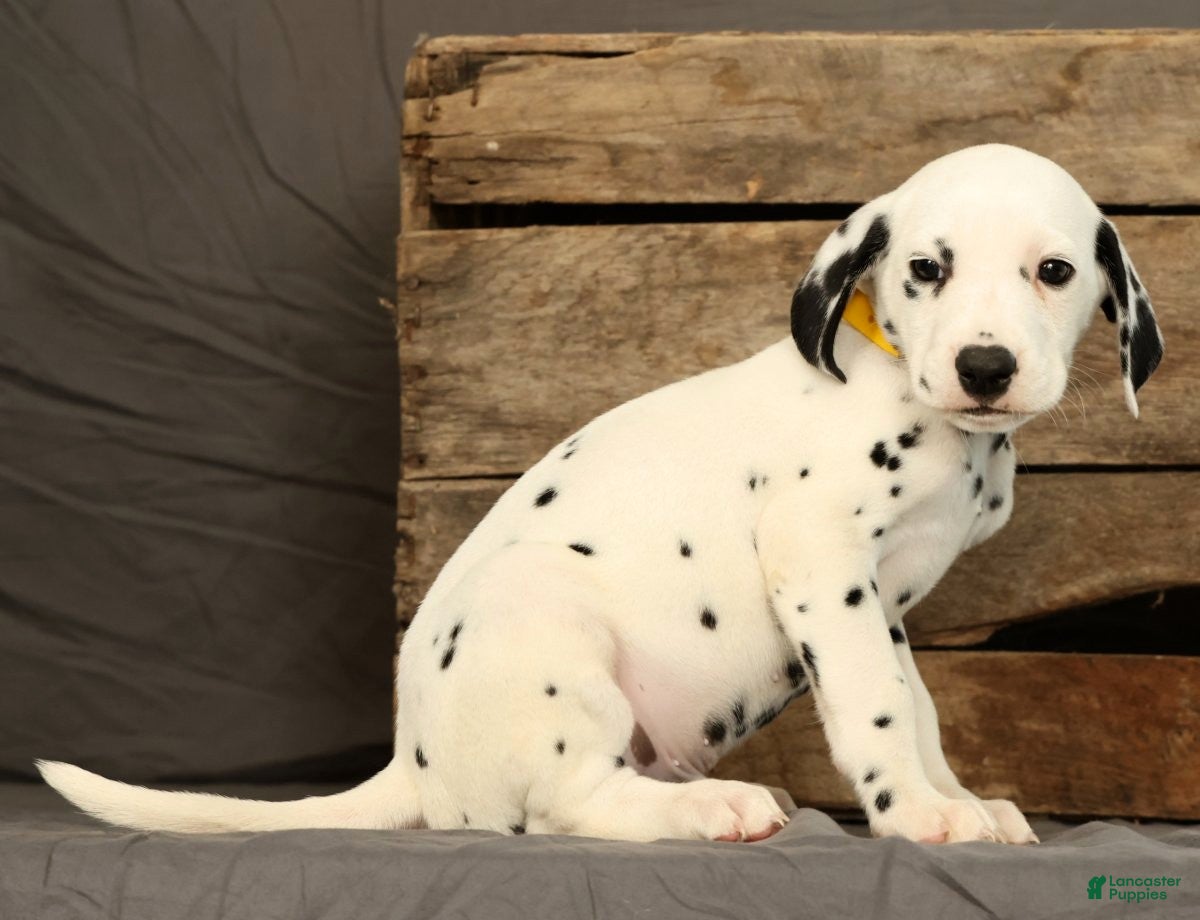 Dalmatian dogs Chip - Ad 1
