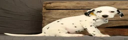 Dalmatian dogs for sale: Chip - Ad 1
