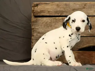 Dalmatian dogs Chip - Ad 1