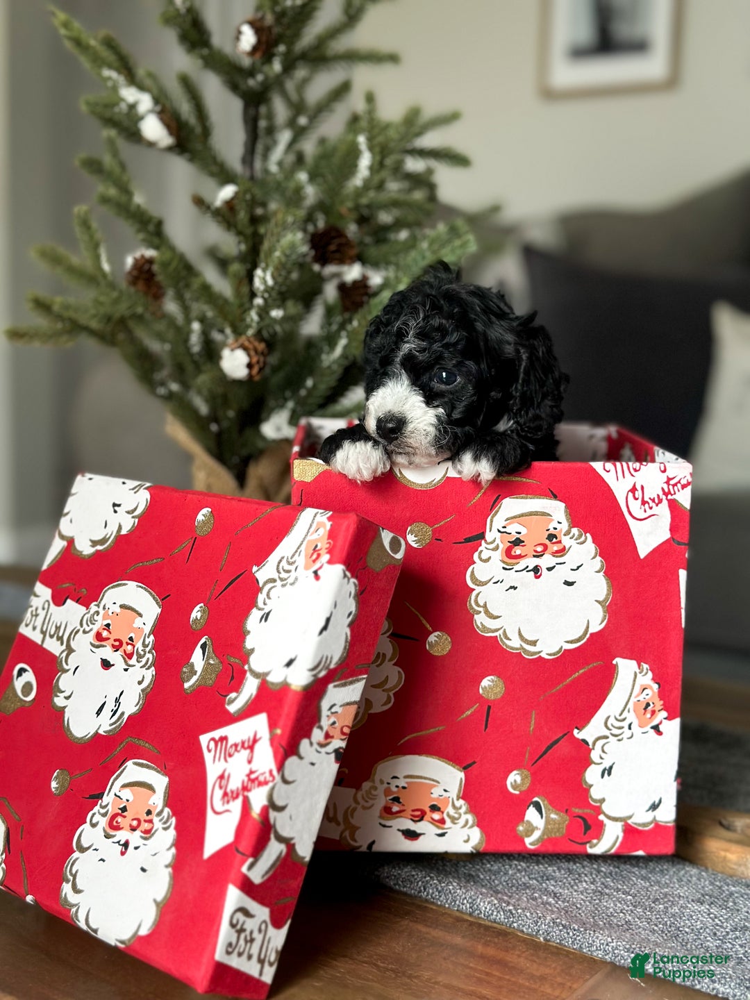 Cavachon dogs for sale: Bullseye - Ad 6