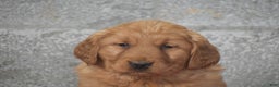 Golden Retriever dogs for sale: Della - Ad 3
