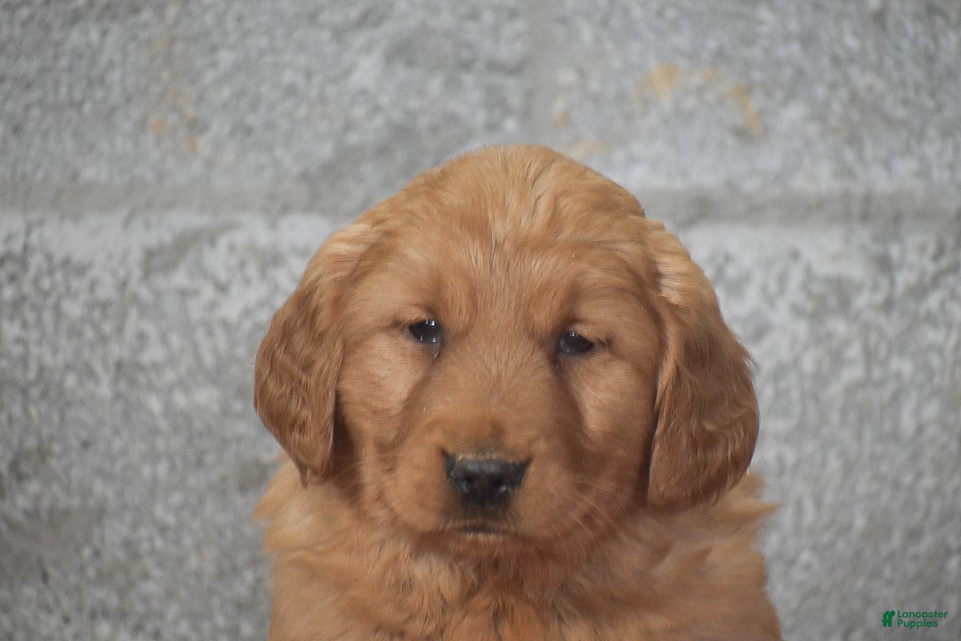Golden Retriever dogs for sale: Della - Ad 3
