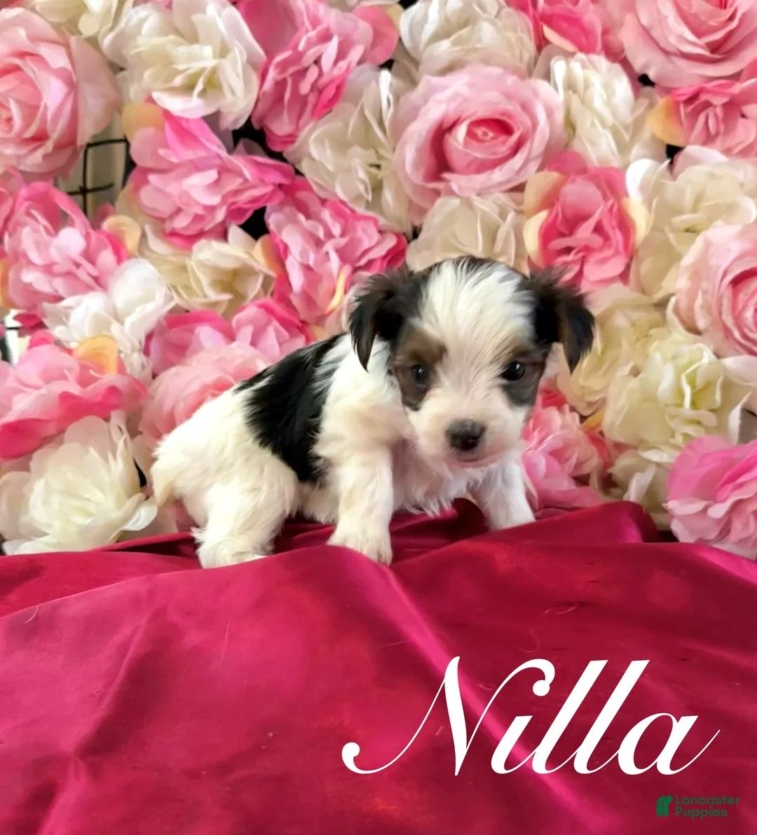 Yorkshire Terrier dogs for sale: Nilla - Ad 1