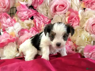 Yorkshire Terrier dogs Nilla - Ad 22