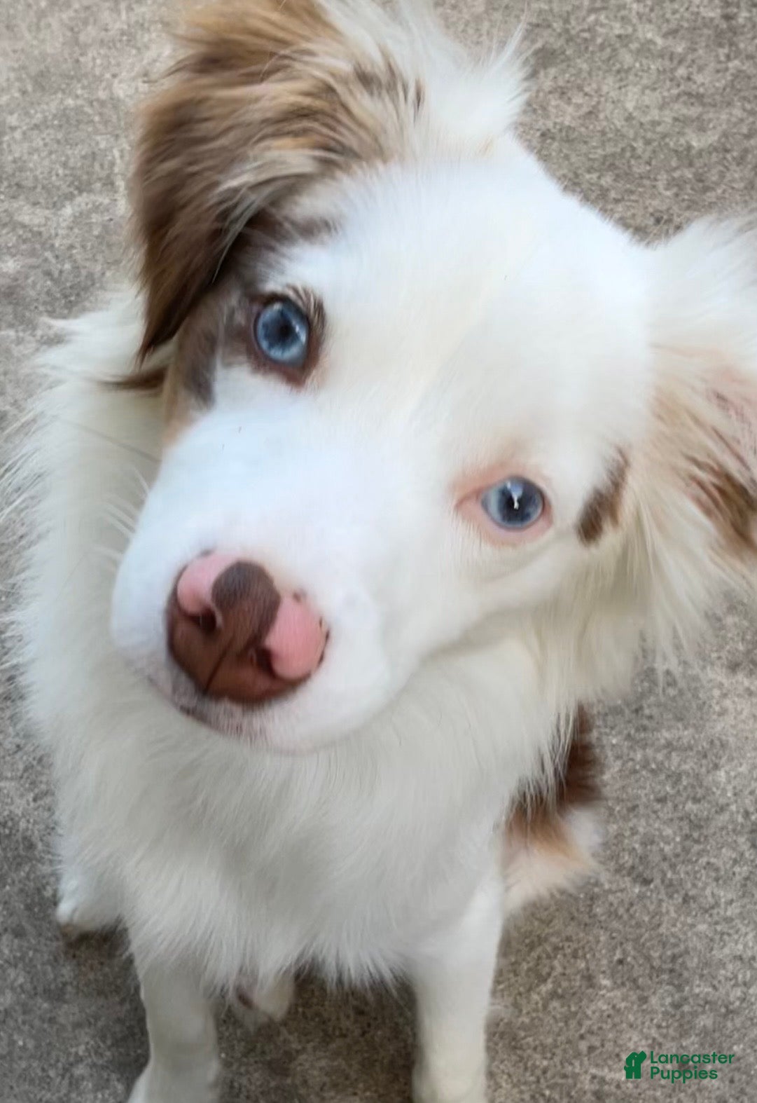 Australian Shepherd dogs Blue Eyes Red Merle Australian Shepherd  - Ad 1