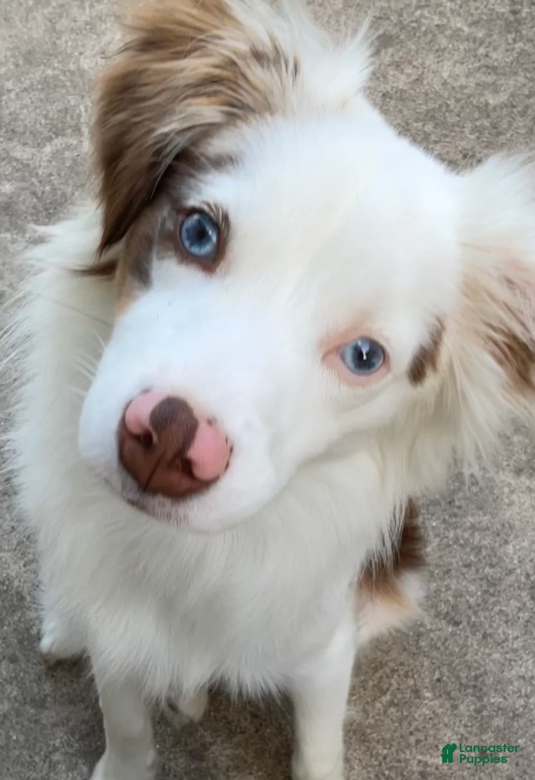 Australian Shepherd dogs for sale: Blue Eyes Red Merle Australian Shepherd  - Ad 1