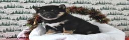 Shiba Inu dogs for sale: Remi - Ad 4