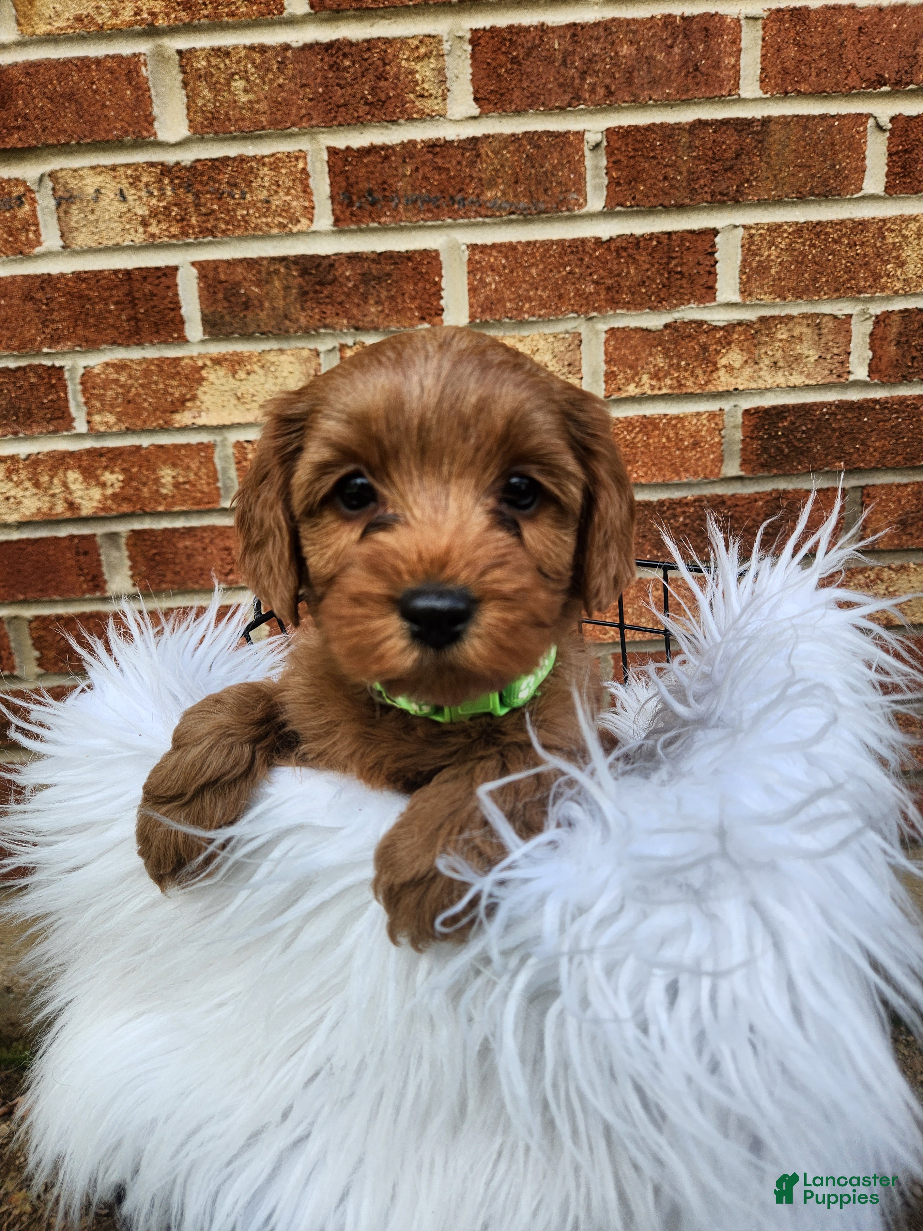 Mini Goldendoodle dogs JADE - MINI GOLDENDOODLE LOVELY PUPPY (RICHLAND, PA) - F1BB - Ad 2