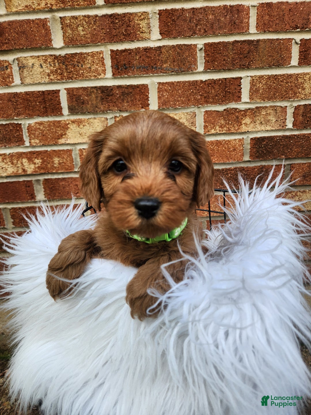 Mini Goldendoodle dogs for sale: JADE - MINI GOLDENDOODLE LOVELY PUPPY (RICHLAND, PA) - F1BB - Ad 2