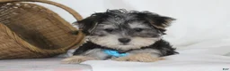 Morkie dogs for sale: Milo - Ad 4