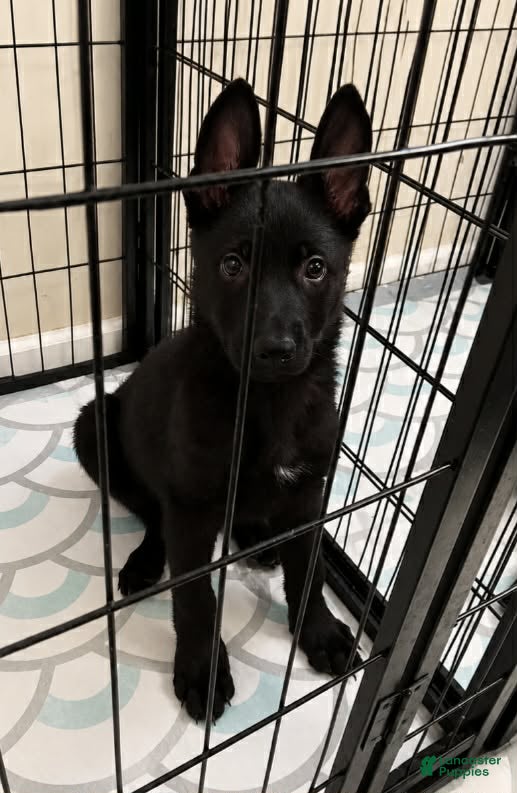 German Shepherd dogs Diesel  - Ad 2