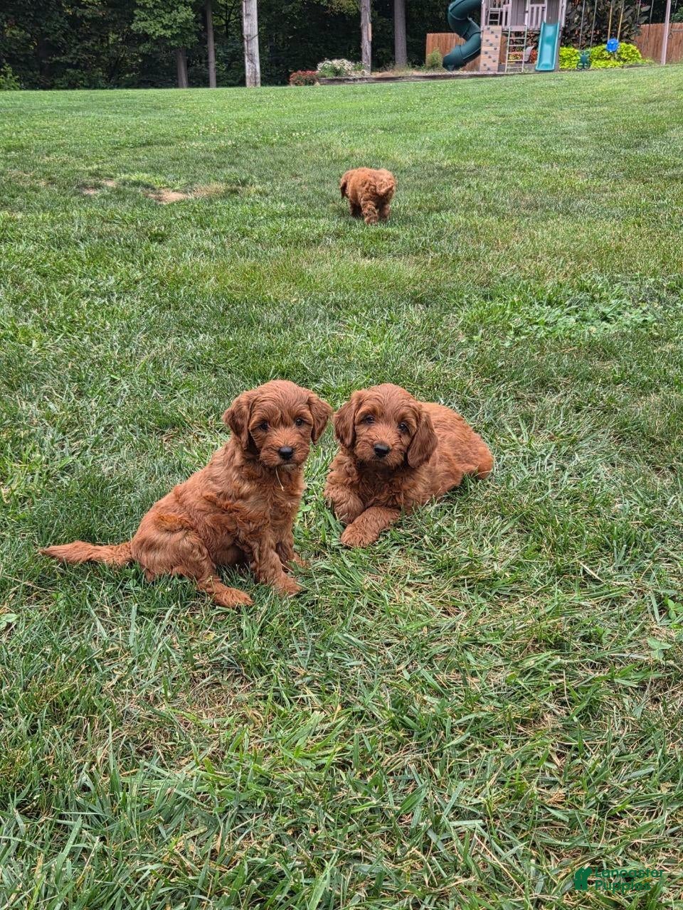 Mini Goldendoodle dogs Mini Goldendoodle 5 - Ad 1