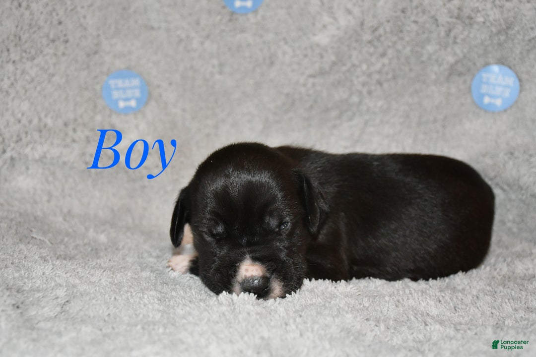 Great Dane dogs for sale: Male - Ad 2