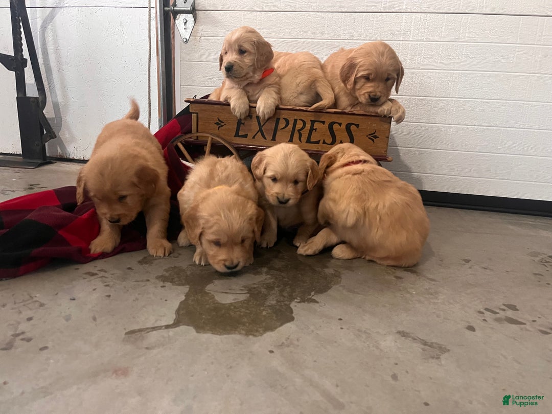 Standard Poodle dogs for sale: Mango🐾❤️AKC Genetic Tested🐾❤️6108066386 - Ad 6