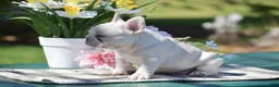 French Bulldog dogs for sale: Sunshine - Ad 4