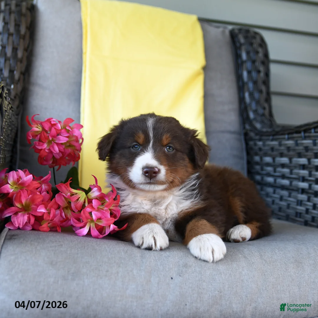 Australian Shepherd dogs for sale: Ruby - Ad 2