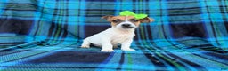 Jack Russell Terrier dogs for sale: Bree - Ad 4
