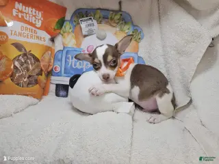 Chihuahua dogs Chihuahua Puppy 1 - Ad 33