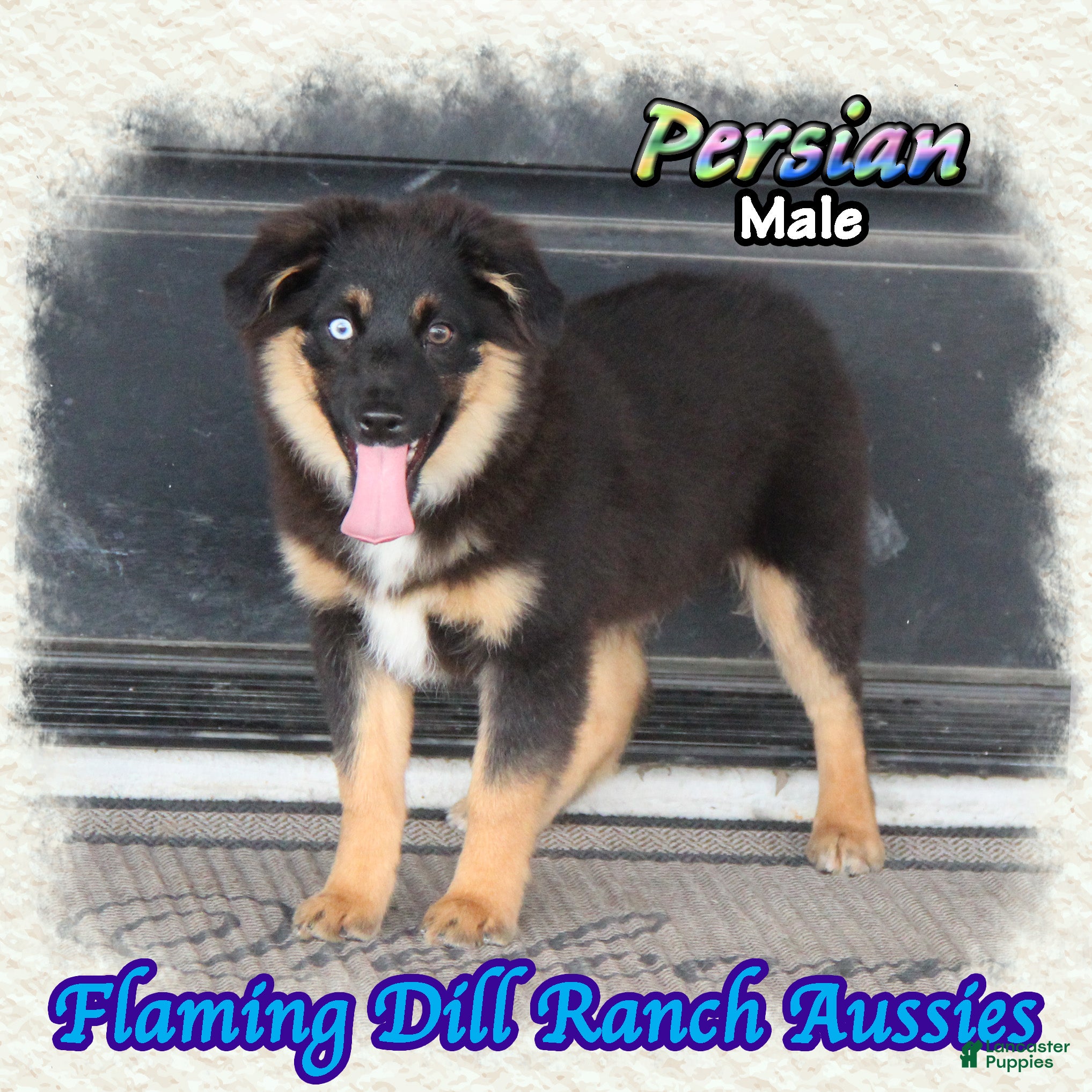 Miniature Australian Shepherd dogs for sale: Persian - Ad 2