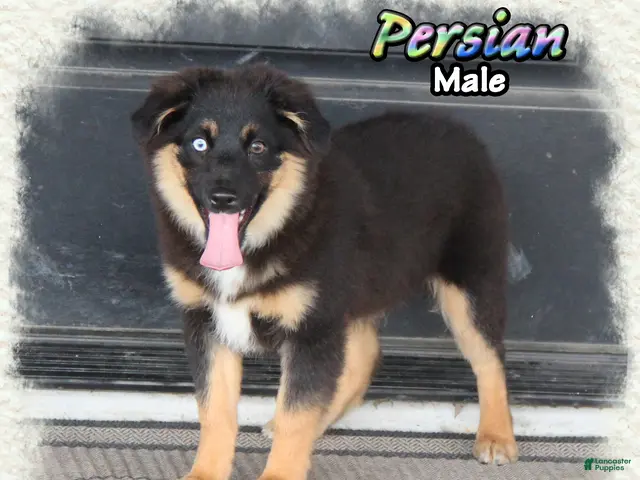 Miniature Australian Shepherd dogs for sale: Persian - Ad 2