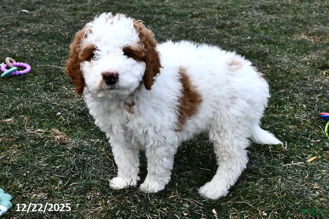 Mini Goldendoodle dogs for sale: Coconut - Ad 4