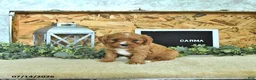 Cavapoo dogs for sale: Carma - Ad 4
