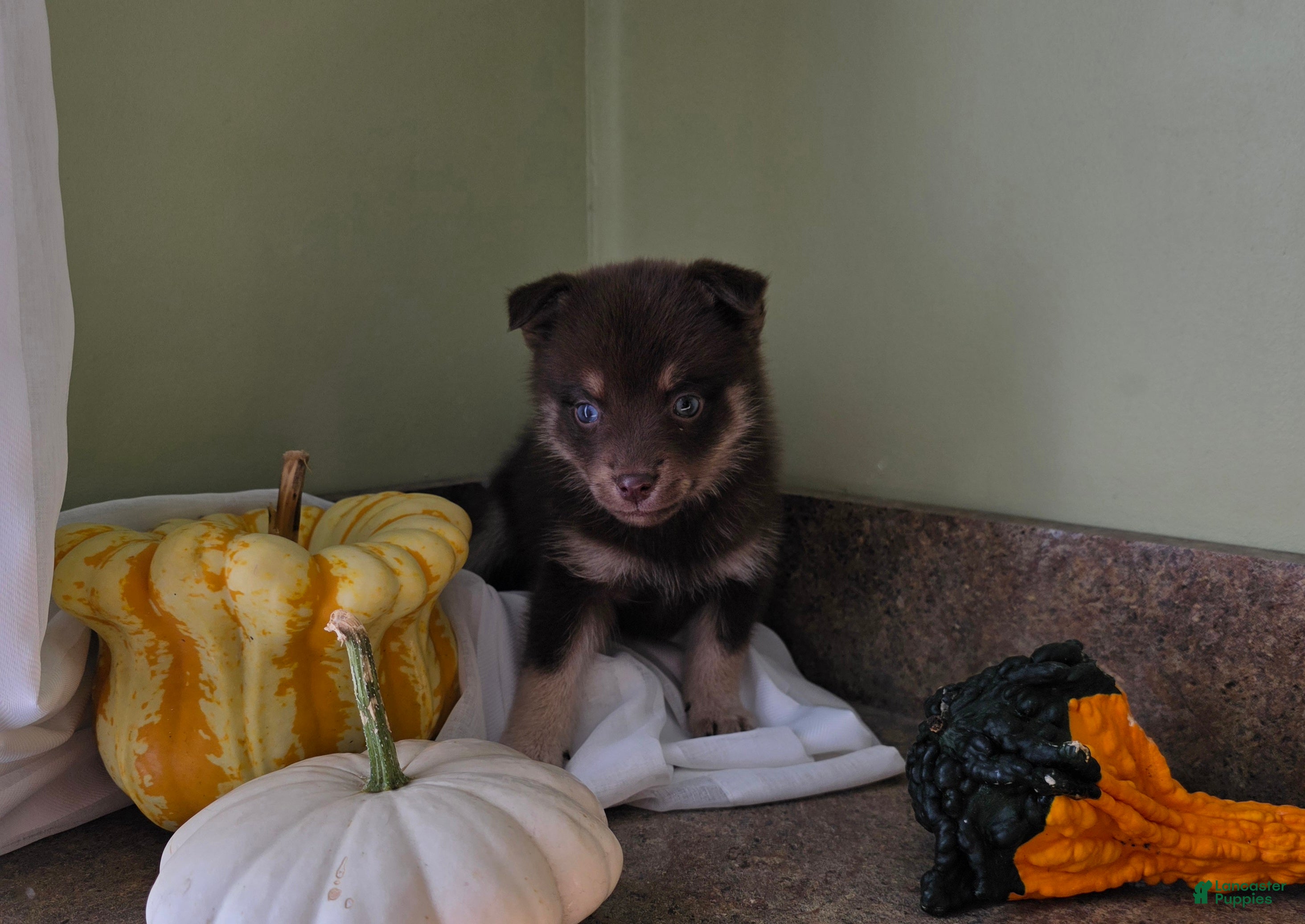 Mixed Breed dogs Mixed Breed Puppy 3 - Ad 39