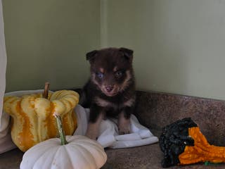 Mixed Breed dogs Mixed Breed Puppy 3 - Ad 34