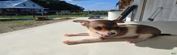 Chihuahua dogs for sale: Princess  - Ad 7