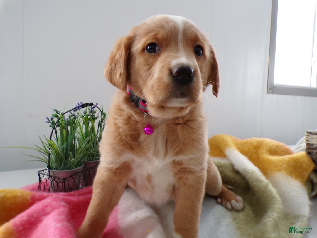 Goldador dogs for sale: Goldador Puppy 9 Darcy - Ad 1