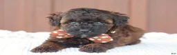 Toy Poodle dogs for sale: Ash - Ad 4