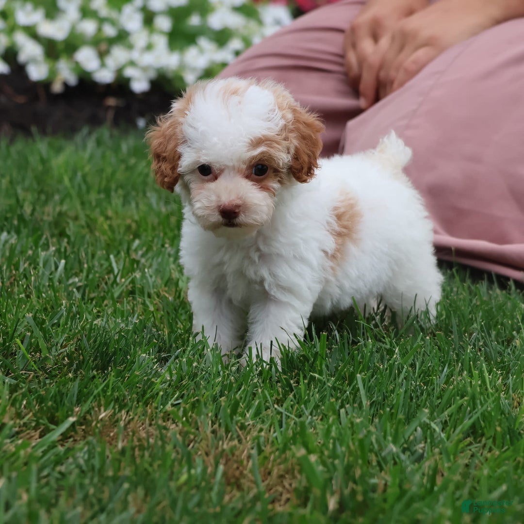 Toy Poodle dogs for sale: Memory - Ad 1