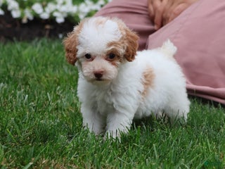 Toy Poodle dogs Memory - Ad 27