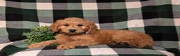 Goldendoodle dogs for sale: Dennison Hypoallergenic - Ad 5