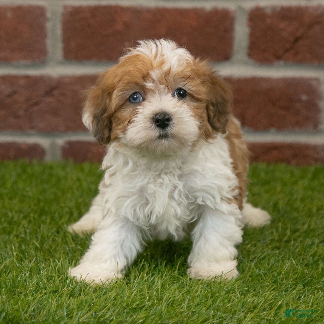 Havapoo dogs for sale: Hunter - Ad 6