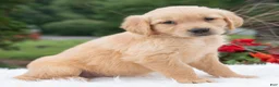 Golden Retriever dogs for sale: Harper  - Ad 5