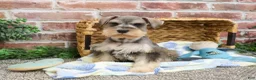 Miniature Schnauzer dogs for sale: Trouper  - Ad 7