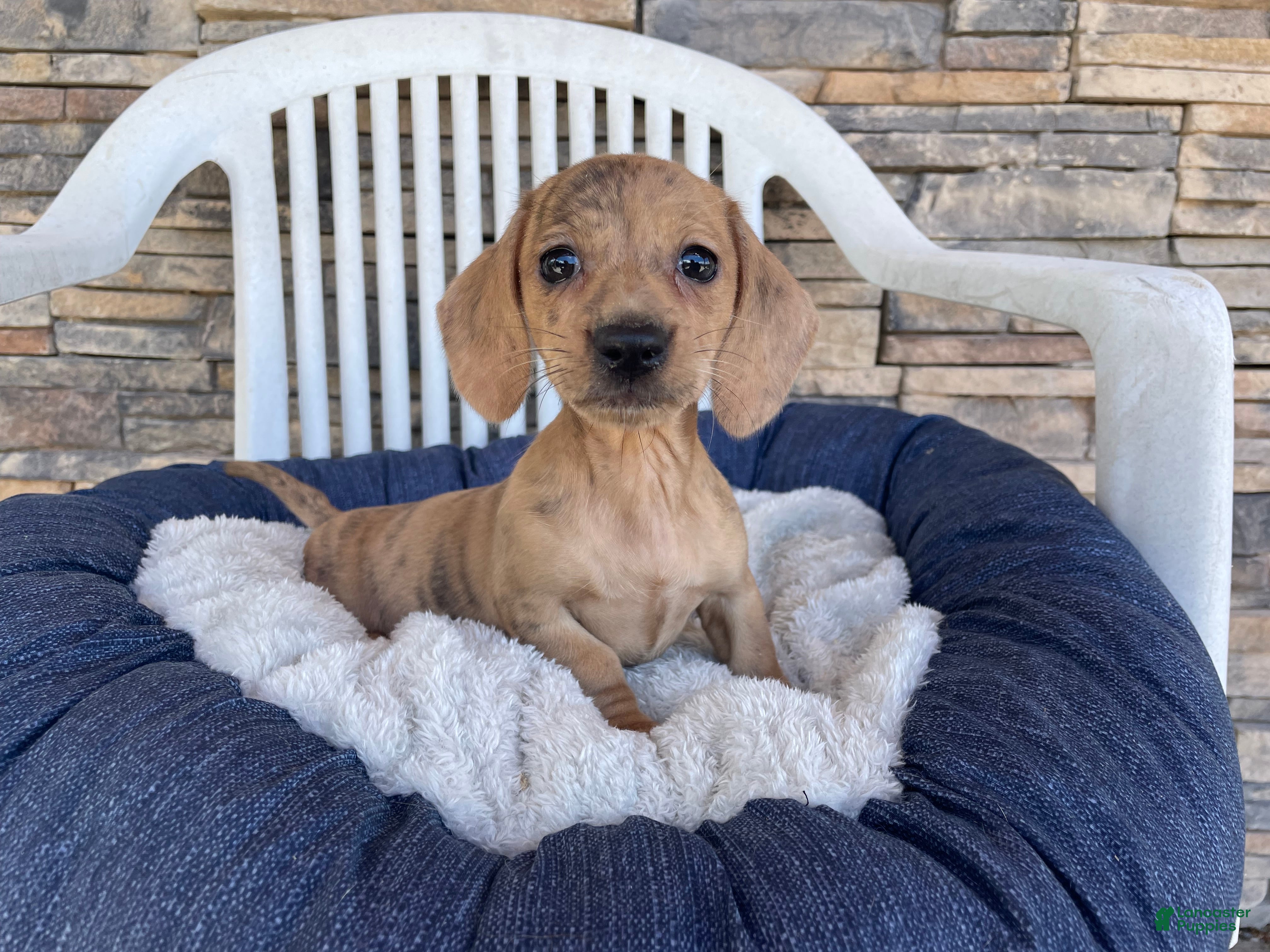 Miniature Dachshund dogs Flora - Ad 1