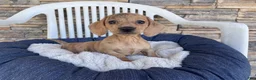 Miniature Dachshund dogs for sale: Flora - Ad 1