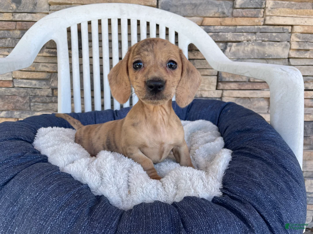 Miniature Dachshund dogs for sale: Flora - Ad 1
