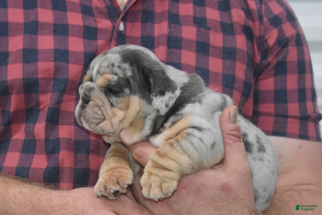 English Bulldog dogs for sale: Drover - Ad 2